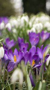 Preview wallpaper crocus, flowers, purple, blur