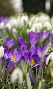 Preview wallpaper crocus, flowers, purple, blur