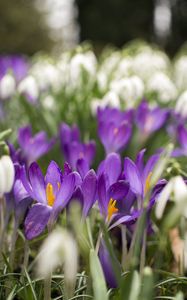 Preview wallpaper crocus, flowers, purple, blur