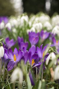 Preview wallpaper crocus, flowers, purple, blur