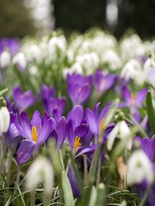 Preview wallpaper crocus, flowers, purple, blur