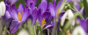 Preview wallpaper crocus, flowers, purple, blur