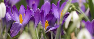 Preview wallpaper crocus, flowers, purple, blur