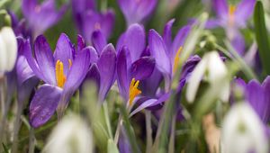 Preview wallpaper crocus, flowers, purple, blur