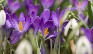 Preview wallpaper crocus, flowers, purple, blur