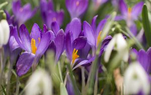 Preview wallpaper crocus, flowers, purple, blur