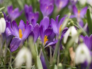 Preview wallpaper crocus, flowers, purple, blur