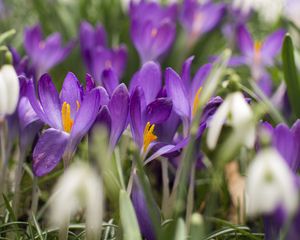 Preview wallpaper crocus, flowers, purple, blur