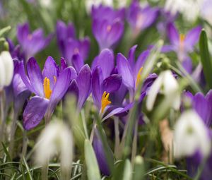 Preview wallpaper crocus, flowers, purple, blur