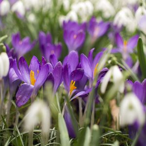 Preview wallpaper crocus, flowers, purple, blur