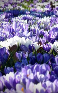 Preview wallpaper crocus, garden, flowers, field