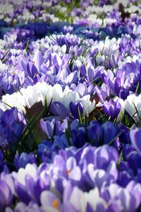 Preview wallpaper crocus, garden, flowers, field