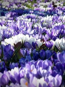 Preview wallpaper crocus, garden, flowers, field