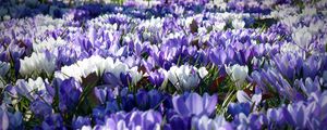 Preview wallpaper crocus, garden, flowers, field