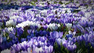 Preview wallpaper crocus, garden, flowers, field