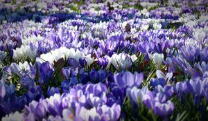 Preview wallpaper crocus, garden, flowers, field