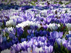 Preview wallpaper crocus, garden, flowers, field