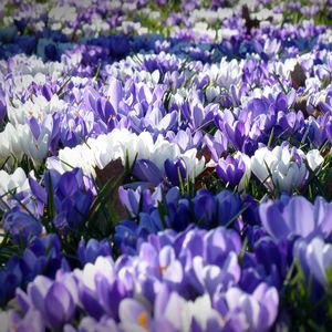 Preview wallpaper crocus, garden, flowers, field