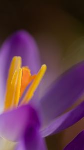Preview wallpaper crocus, macro, flowers, purple