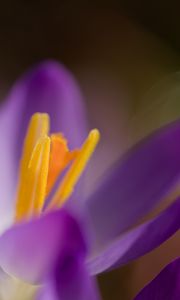 Preview wallpaper crocus, macro, flowers, purple