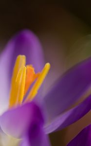 Preview wallpaper crocus, macro, flowers, purple