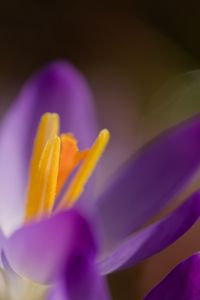 Preview wallpaper crocus, macro, flowers, purple