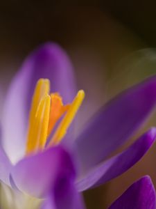 Preview wallpaper crocus, macro, flowers, purple