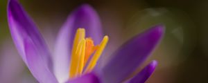 Preview wallpaper crocus, macro, flowers, purple