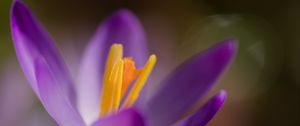 Preview wallpaper crocus, macro, flowers, purple
