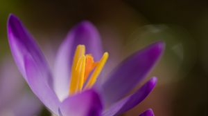 Preview wallpaper crocus, macro, flowers, purple