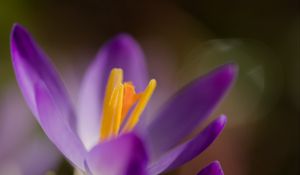 Preview wallpaper crocus, macro, flowers, purple