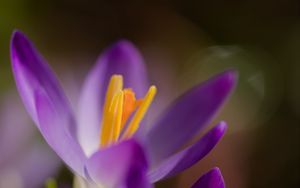 Preview wallpaper crocus, macro, flowers, purple