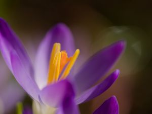 Preview wallpaper crocus, macro, flowers, purple