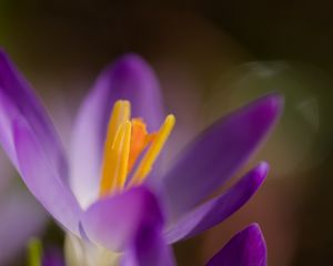 Preview wallpaper crocus, macro, flowers, purple
