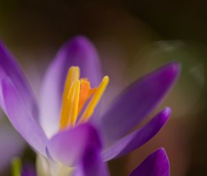 Preview wallpaper crocus, macro, flowers, purple