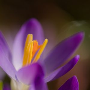 Preview wallpaper crocus, macro, flowers, purple