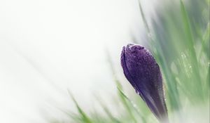 Preview wallpaper crocus, macro, snowdrop, blurring