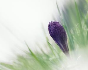 Preview wallpaper crocus, macro, snowdrop, blurring