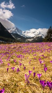 Preview wallpaper crocus, mountains, flowers, mountain landscape