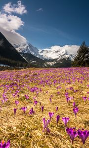 Preview wallpaper crocus, mountains, flowers, mountain landscape