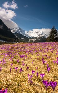 Preview wallpaper crocus, mountains, flowers, mountain landscape