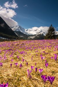 Preview wallpaper crocus, mountains, flowers, mountain landscape