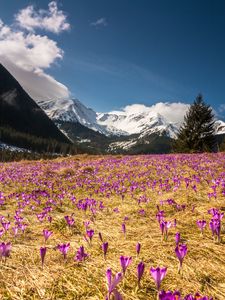 Preview wallpaper crocus, mountains, flowers, mountain landscape