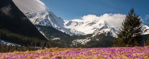 Preview wallpaper crocus, mountains, flowers, mountain landscape