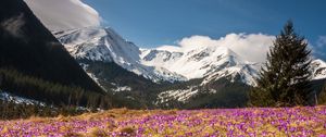 Preview wallpaper crocus, mountains, flowers, mountain landscape