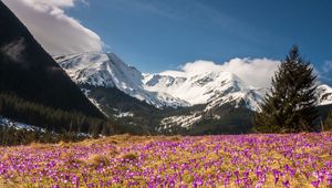 Preview wallpaper crocus, mountains, flowers, mountain landscape