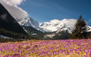 Preview wallpaper crocus, mountains, flowers, mountain landscape