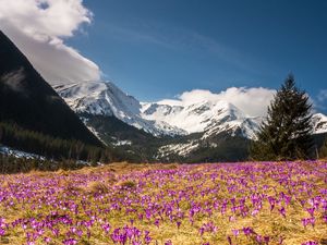 Preview wallpaper crocus, mountains, flowers, mountain landscape