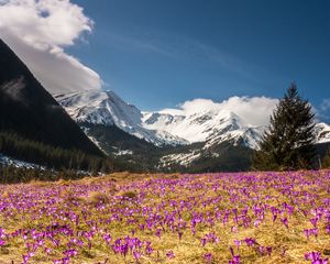 Preview wallpaper crocus, mountains, flowers, mountain landscape