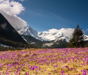 Preview wallpaper crocus, mountains, flowers, mountain landscape